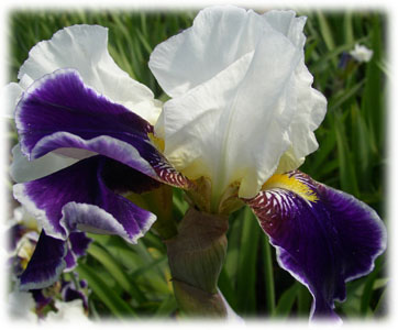Iridaceae Iris x hybrida hort. cv. Wabash