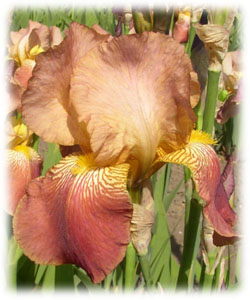 Iridaceae Iris x hybrida hort. cv. Sunset Serenade