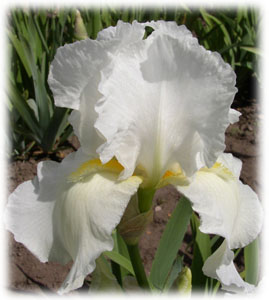 Iridaceae Iris x hybrida hort. cv. Swan Ballet
