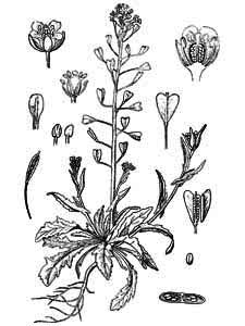 Brassicaceae Capsella bursa-pastoris (L.) Medik. 