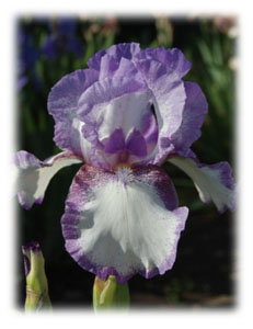 Iris x hybrida hort. cv. Dancers Veil