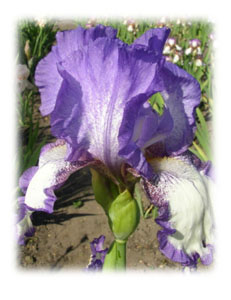 Iridaceae Iris x hybrida hort. cv. Dancers Veil