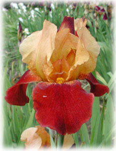 Iridaceae Iris x hybrida hort. cv. Red Torch
