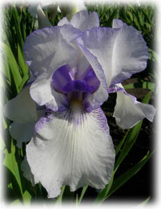 Iridaceae Iris x hybrida hort. cv. Azurite