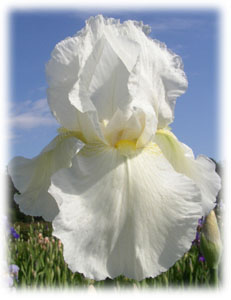 Iris x hybrida hort. cv. Arctic Fury