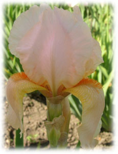 Iridaceae Iris x hybrida hort. cv. Happy Birthday