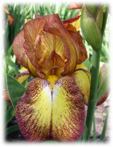 Iris x hybrida hort. cv. Fire Cracker