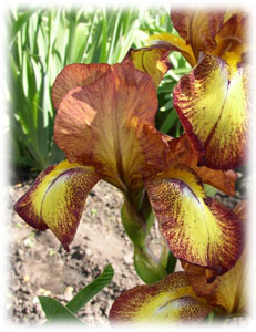 Iridaceae Iris x hybrida hort. cv. Fire Cracker