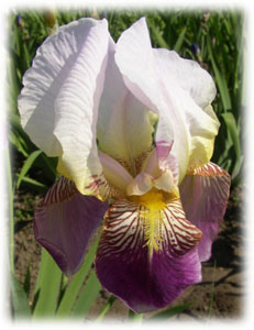 Iridaceae Iris x hybrida hort. cv. Folkwang