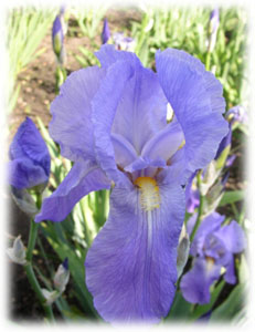 Iris x hybrida hort. cv. Fatum