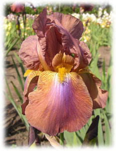Iridaceae Iris x hybrida hort. cv. Grand Canyon
