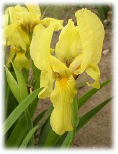 Iris x hybrida hort. cv. Excelsa