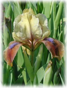 Iridaceae Iris x hybrida hort. cv. Indian Powwow