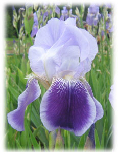 Iridaceae Iris x hybrida hort. cv. Iwein