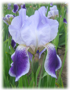 Iridaceae Iris x hybrida hort. cv. Iwein