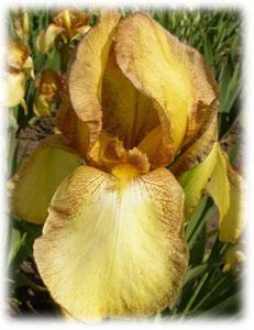Iridaceae Iris x hybrida hort. cv. Royal Coach