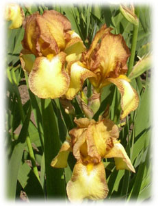 Iridaceae Iris x hybrida hort. cv. Royal Coach