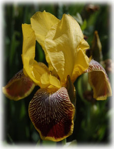 Iridaceae Iris x hybrida hort. cv. Gracchus