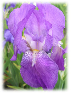 Iridaceae Iris x hybrida hort. cv. Capri