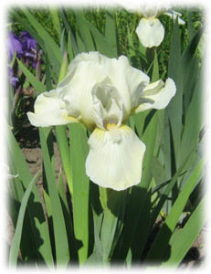 Iridaceae Iris x hybrida hort. cv. Baby Snowflake