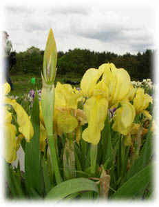 Iris x hybrida hort. cv. Baria