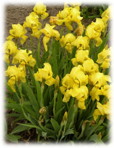 Iridaceae Iris x hybrida hort. cv. Baria