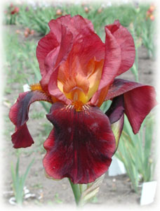 Iridaceae Iris x hybrida hort. cv. Big Time