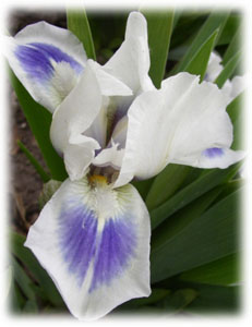 Iris x hybrida hort. cv. Blue Pools