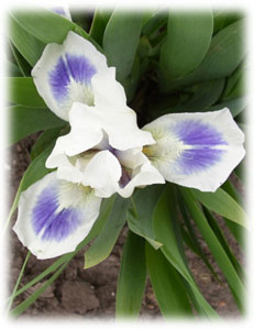 Iridaceae Iris x hybrida hort. cv. Blue Pools
