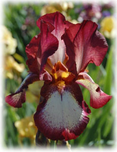 Iris x hybrida hort. cv. Cayenne Capers