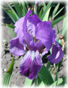 Iridaceae Iris x hybrida hort. cv. Cyanea