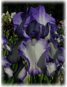 Iris x hybrida hort. cv. Dotted Swiss