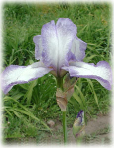 Iridaceae Iris x hybrida hort. cv. Dotted Swiss