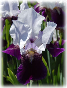 Iridaceae Iris x hybrida hort. cv. Elizabeth Noble