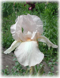 Iridaceae Iris x hybrida hort. cv. Esther Fay