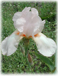 Iridaceae Iris x hybrida hort. cv. Esther Fay