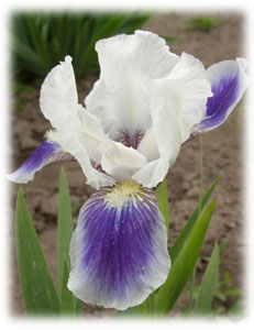 Iris x hybrida hort. cv. Boo