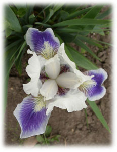 Iridaceae Iris x hybrida hort. cv. Boo
