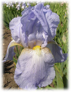 Iridaceae Iris x hybrida hort. cv. Premium