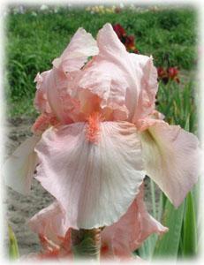 Iridaceae Iris x hybrida hort. cv. Paradise Pink