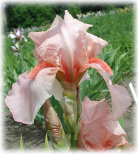 Iridaceae Iris x hybrida hort. cv. Paradise Pink