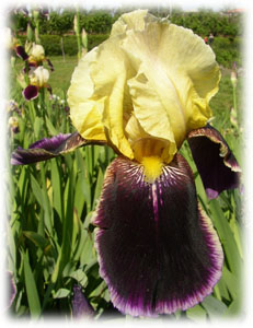 Iridaceae Iris x hybrida hort. cv. Pretender