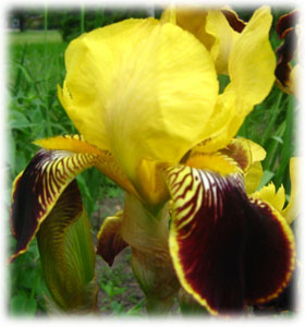 Iridaceae Iris x hybrida hort. cv. Ramuntcho