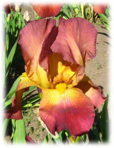 Iridaceae Iris x hybrida hort. cv. Red Majesty