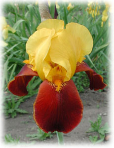 Iris x hybrida hort. cv. Fire Chief