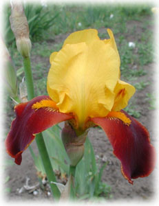 Iridaceae Iris x hybrida hort. cv. Fire Chief