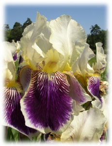 Iridaceae Iris x hybrida hort. cv. Peter 1