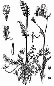 Brassicaceae Cardamine pratensis L. 