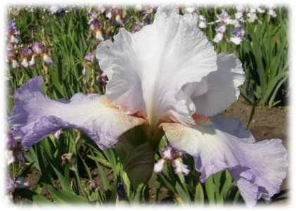 Iridaceae Iris x hybrida hort. cv. Rippling Waters