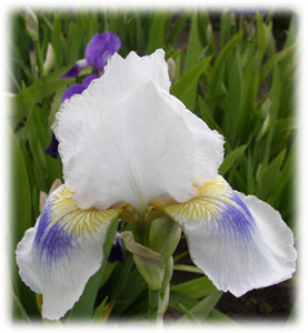 Iridaceae Iris x hybrida hort. cv. Tamino